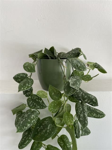 Silver Pothos Earthmama Gr