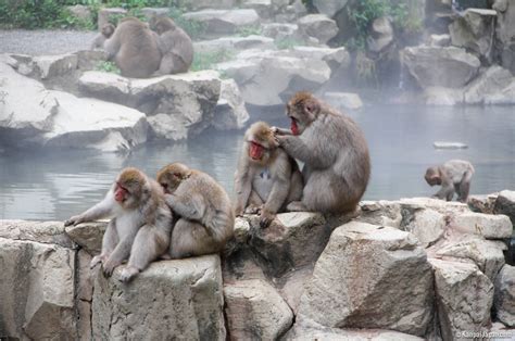 Jigokudani Park How To See Japanese Snow Monkeys