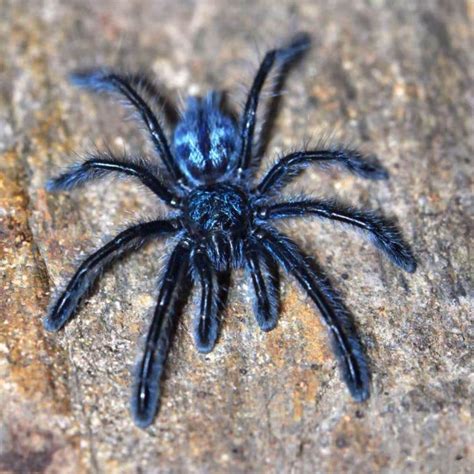 Avicularia laeta (Puerto Rican Pink Toe Tarantula) - HappyForestStore for sale