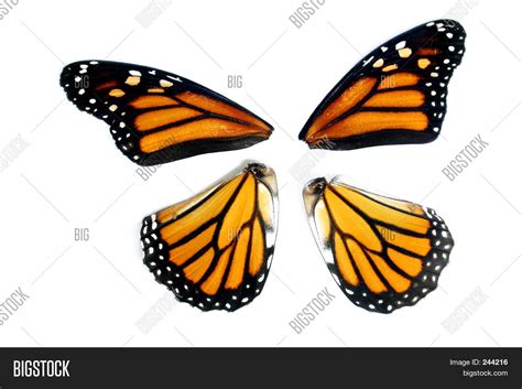 Monarch Butterfly Image & Photo (Free Trial) | Bigstock