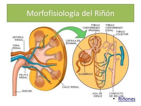 Patología Sistema Urinario