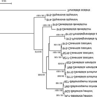 The Maximum Likelihood Phylograms Separate For 18S 28S And H3 Genes