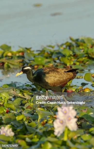 Jacana Bird Photos And Premium High Res Pictures Getty Images