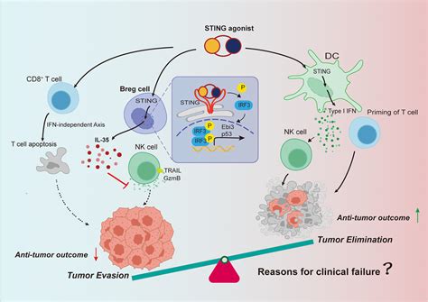 Precision Intervention Of Cell Type Specific Targeting Is Required For