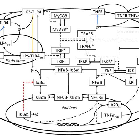 Schematic Diagram For The Lps Nfκb Tnfα Signaling Pathway Due To Space Download Scientific