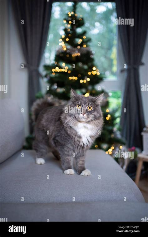 Blue Tabby Maine Coon Cat Standing On Couch In Front Of Christmas Tree Looking At Camera Stock