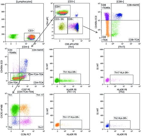 Gating Strategy For Differentiated Cd4 And Cd8 T Cell Subsets Based Download Scientific