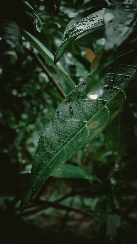 Leaf, drops, green, moment, monsoon, moodycolor, nature, one, rain ...