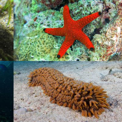 Echinoderms 101: Sea Stars, Sea Urchins, Sea Cucumbers and More by Deep ...