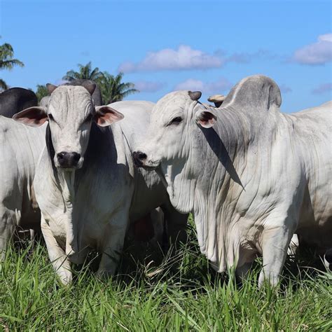 Cria Recria Ou Engorda Qual Rende Mais Na Pecuária Boi Saúde