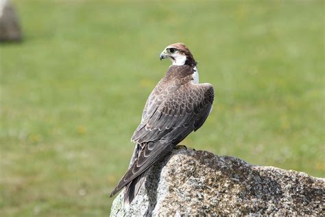 Falke Vogel Beute Kostenloses Foto Auf Pixabay