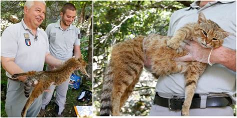 Discovered in France: A new cat-fox species in Corsican forest… Click ...