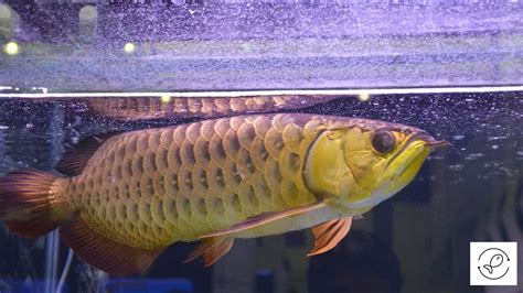 Asian Arowana (Mastering the Art of Keeping This Fish)