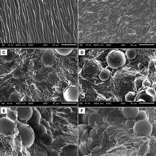 Cross Sectional Sem Images Of Fracture Surfaces For A Neat Epoxy B