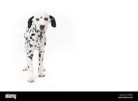 Dalmatian Puppy Portrait Studio Shot With White Background Stock Photo