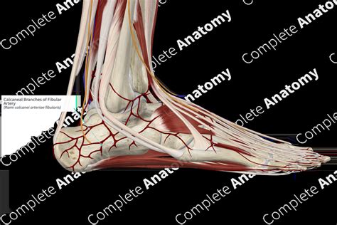 Calcaneal Branches Of Fibular Artery Complete Anatomy