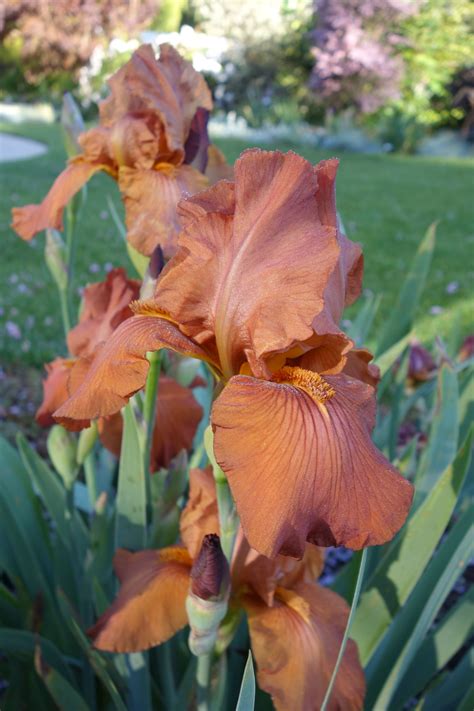 Photo Of The Bloom Of Tall Bearded Iris Iris Rustler Artofit