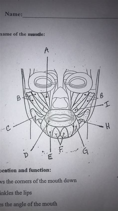 Muscles of the Mouth Diagram | Quizlet