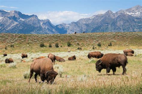 brilliant facts   american bison