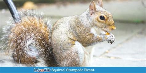 Squirrel Stampede - Indy with Kids