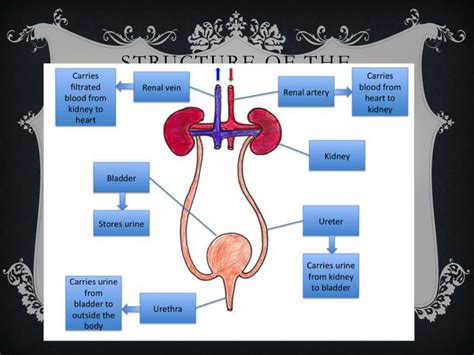 Excretory System Simple Diagram Human Excretory System Diagr