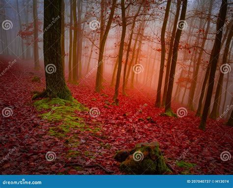 Floresta Misteriosa Neblina Imagem De Stock Imagem De Flora