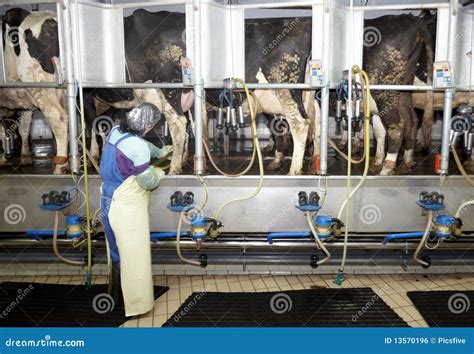 Syst Me De Traite Automatique De Lait D Agriculture De Ferme De Vache