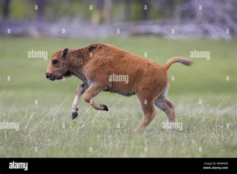 Bison (Bison bison), young calf running Stock Photo - Alamy