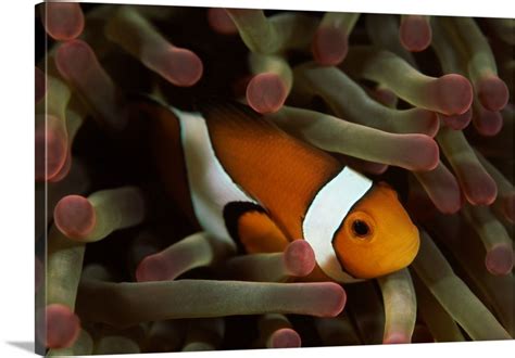 Underwater Scene Of Clown Anemonefish Amphiprion Ocellaris With Sea