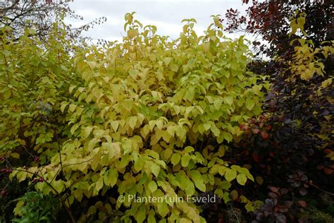 Cornus Sanguinea Annys Winter Orange Esveld Webshop