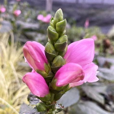 Chelone Tiny Tortuga Turtlehead Cavano S Perennials