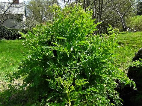 Hemlock Water Dropwort, Oenanthe crocata