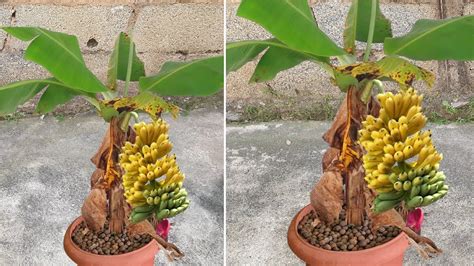 Como Plantar Banana Em Casa Passos Pr Ticos