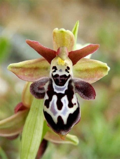 L Orchid E Rare La Plus Bizarre Ou Quand Les Orchid Es Imitent La Vie