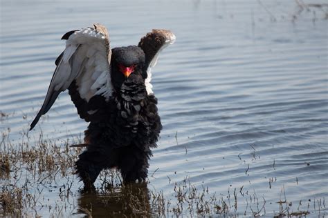 Bat Hawk B.S. | Bush Lark Safaris