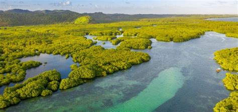 Viagem Selva Amaz Nica Dicas Para Explorar A Amaz Nia Turismo Mundo