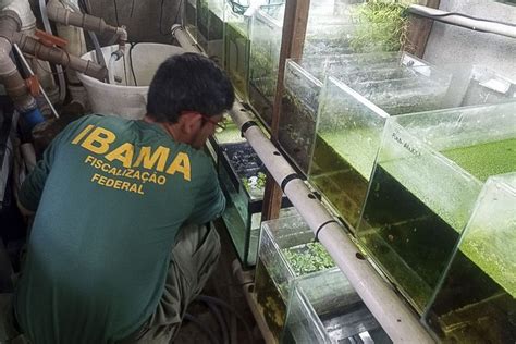 Ibama Icmbio E Pf Interrompem Remessas Ilegais De Peixes Amea Ados De