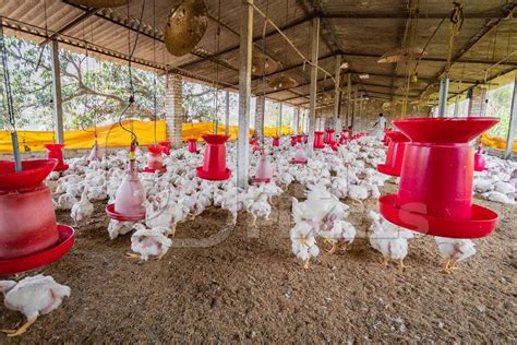 Hundreds Of Indian Broiler Chickens In A Shed On A Poultry Farm In