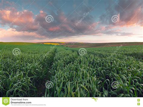 Summer Evening Landscape Stock Image Image Of Season 72318829