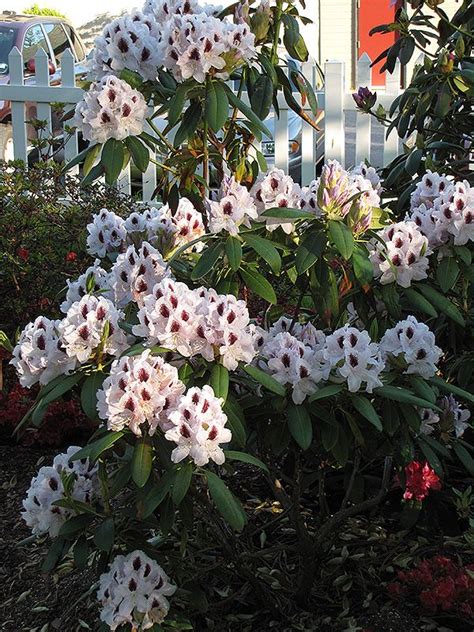 Rhododendron 'Calsap'