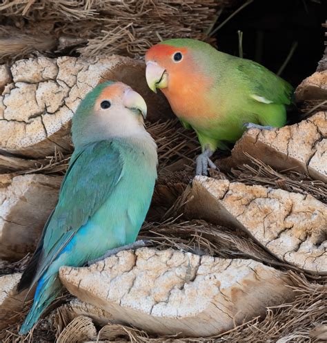 Rosy Faced Lovebird Introduced Birds Of North America INaturalist