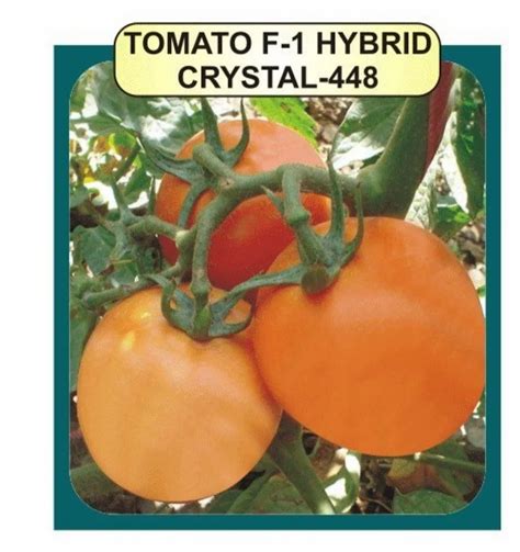 Hybrid Tomato Seed F1 Crystal 448 At Rs 555pack In Guwahati Id