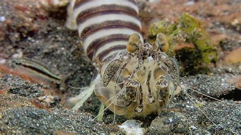 Zebra Mantis Shrimp Stock Video Clip K0016251 Science Photo Library