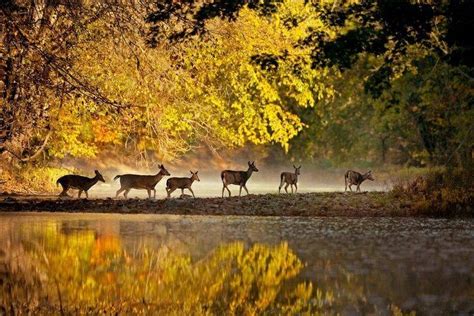 Deer Enjoying The Autumn Day Pictures, Photos, and Images for Facebook ...