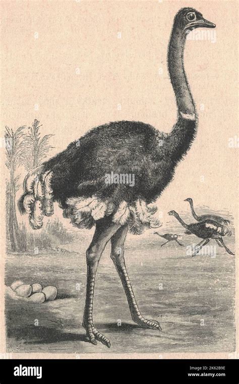 Arabian ostrich antique hi-res stock photography and images - Alamy