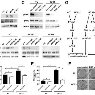 Timp Modulates The Pkc Activation Via Pdk In The Early Stages Of