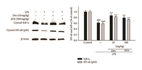 The Inhibition Of Inos Cox 2 A Iκb α Nf κb B And Mapk Protein