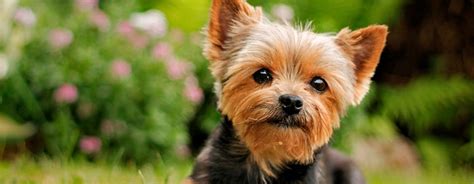 C Mo Cuidar El Pelo Del Yorkshire Terrier Purina