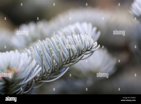 Korean blue fir hi-res stock photography and images - Alamy