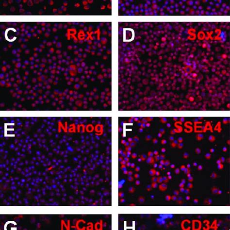 Phenotypic Characterization Of P Expanded Limbal Mesenchymal Cells